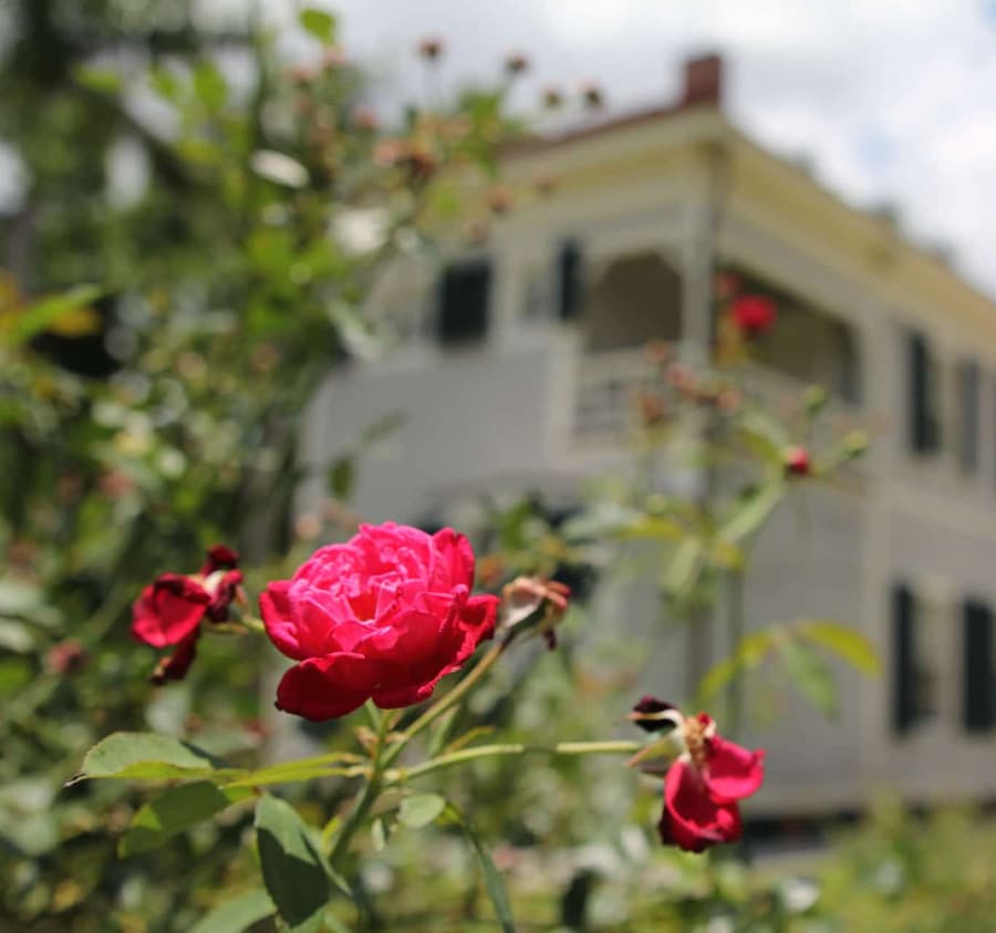 A close-up of vibrant red roses with a blurred historic house in the background.
